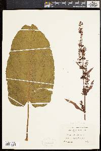 Rumex obtusifolius image