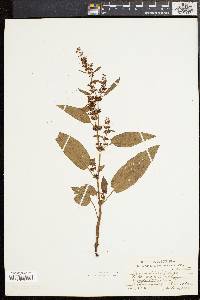 Rumex obtusifolius image