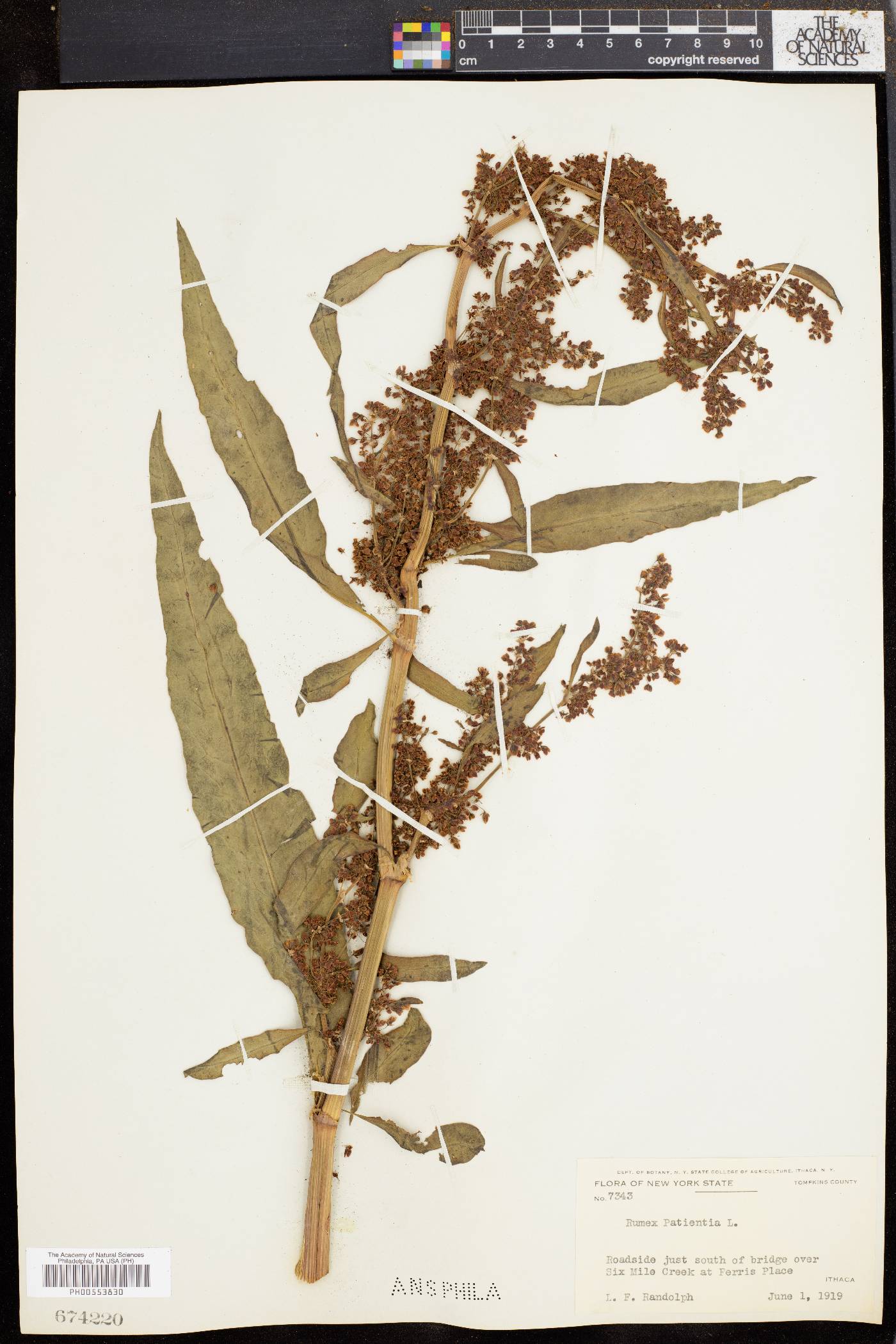 Rumex patientia image