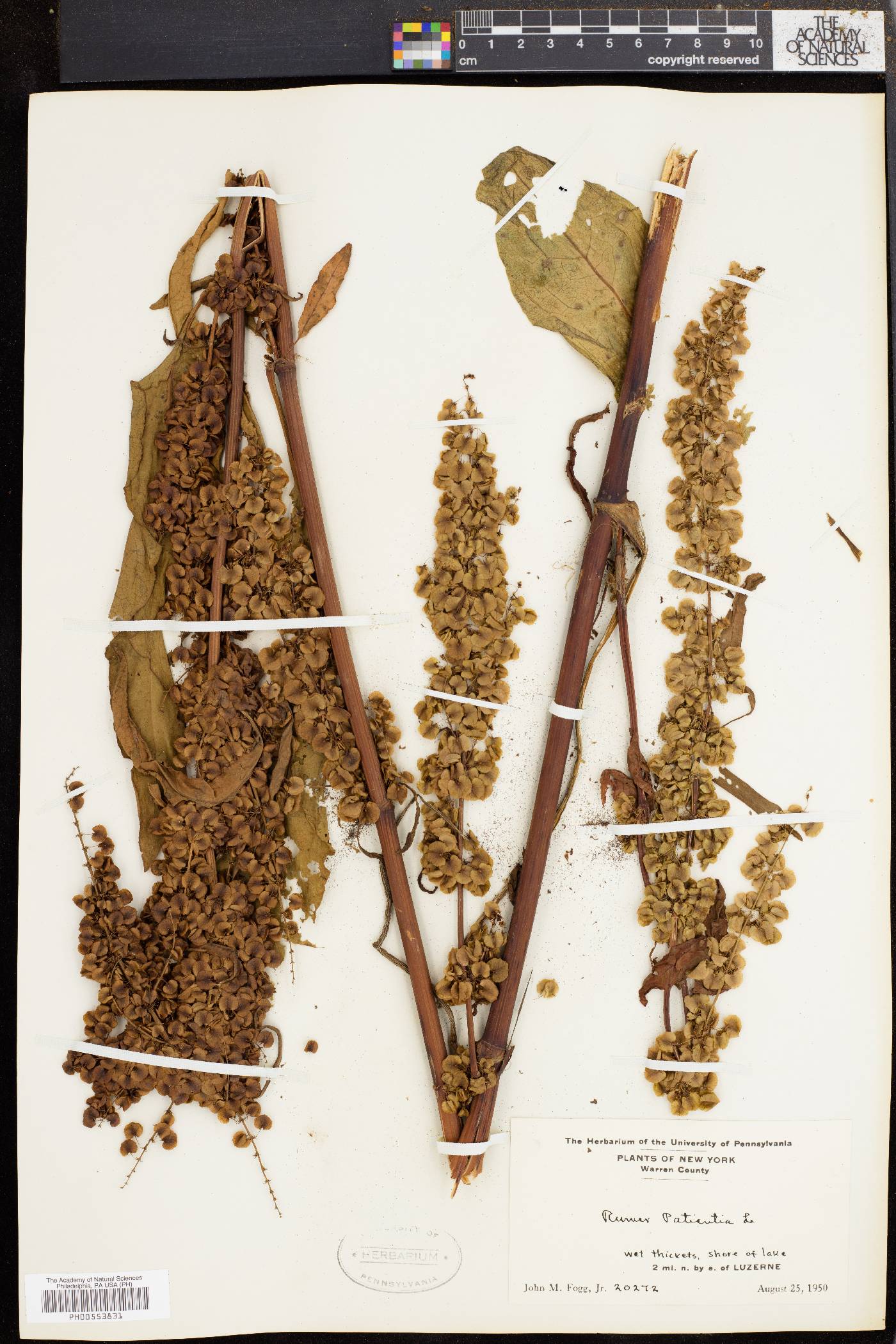 Rumex patientia image