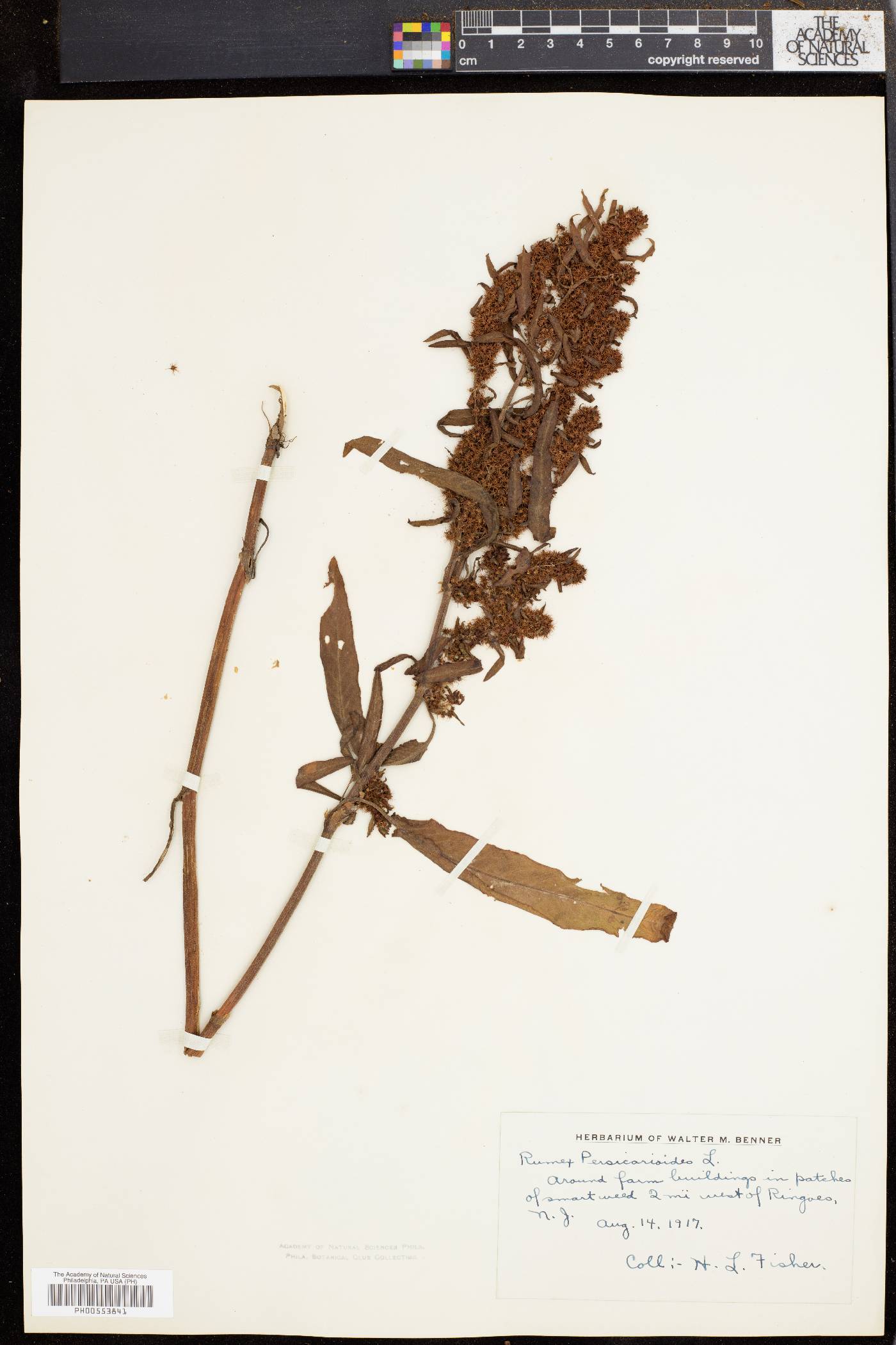 Rumex persicarioides image