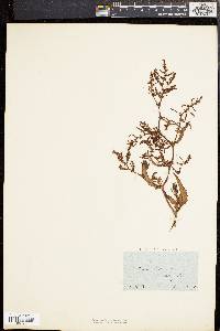 Rumex pulcher image