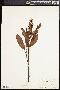 Rumex verticillatus image