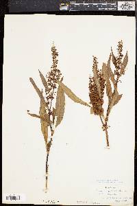 Rumex verticillatus image