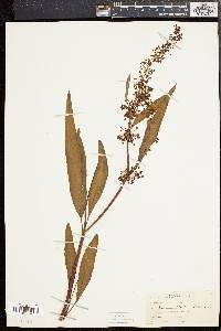 Rumex verticillatus image