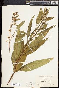 Rumex verticillatus image