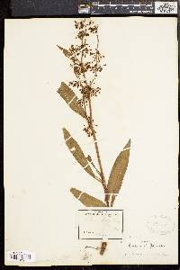 Rumex verticillatus image