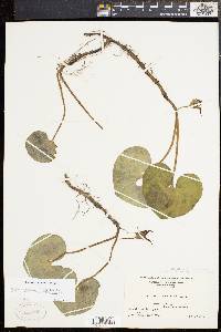 Asarum canadense var. acuminatum image