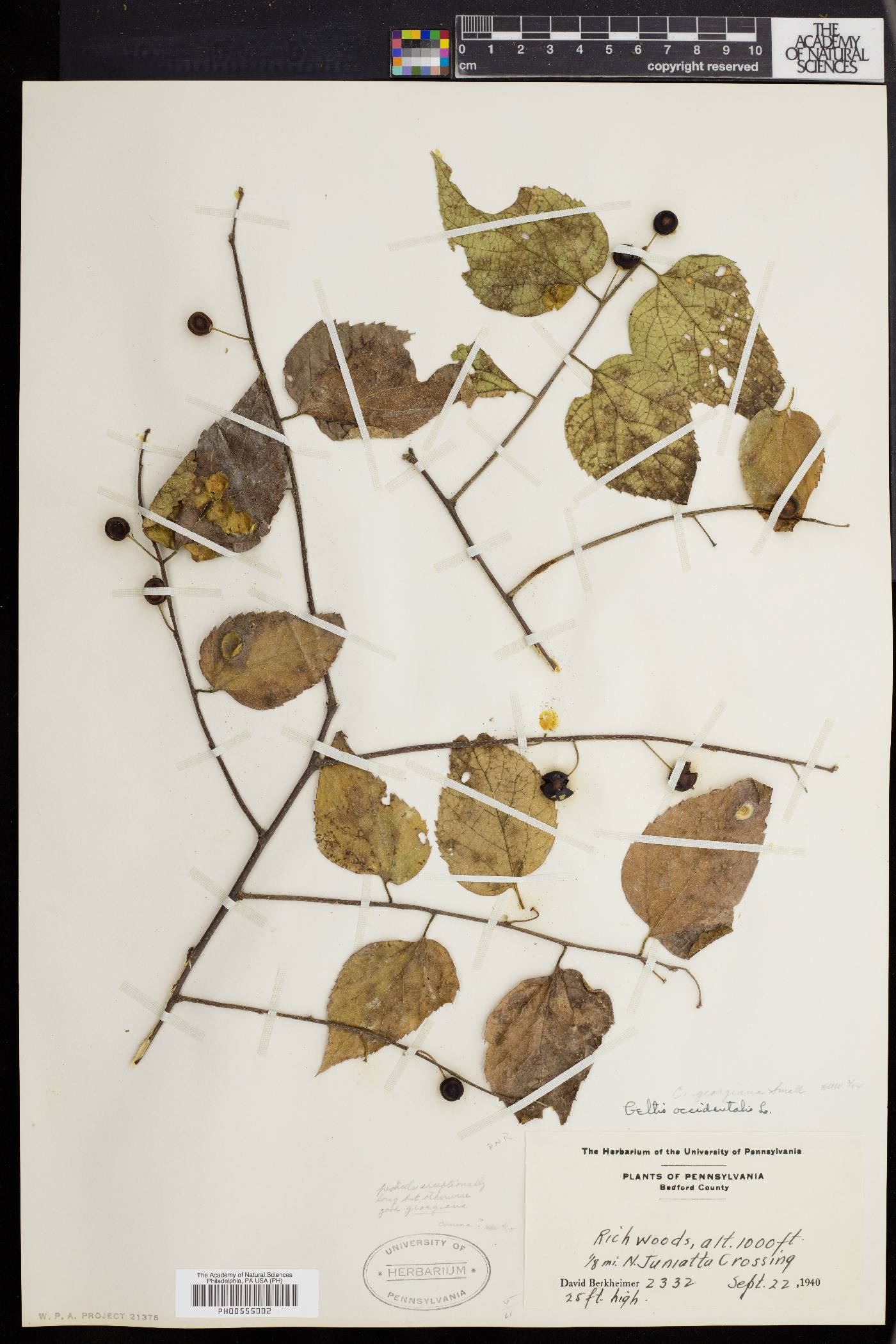 Celtis georgiana image