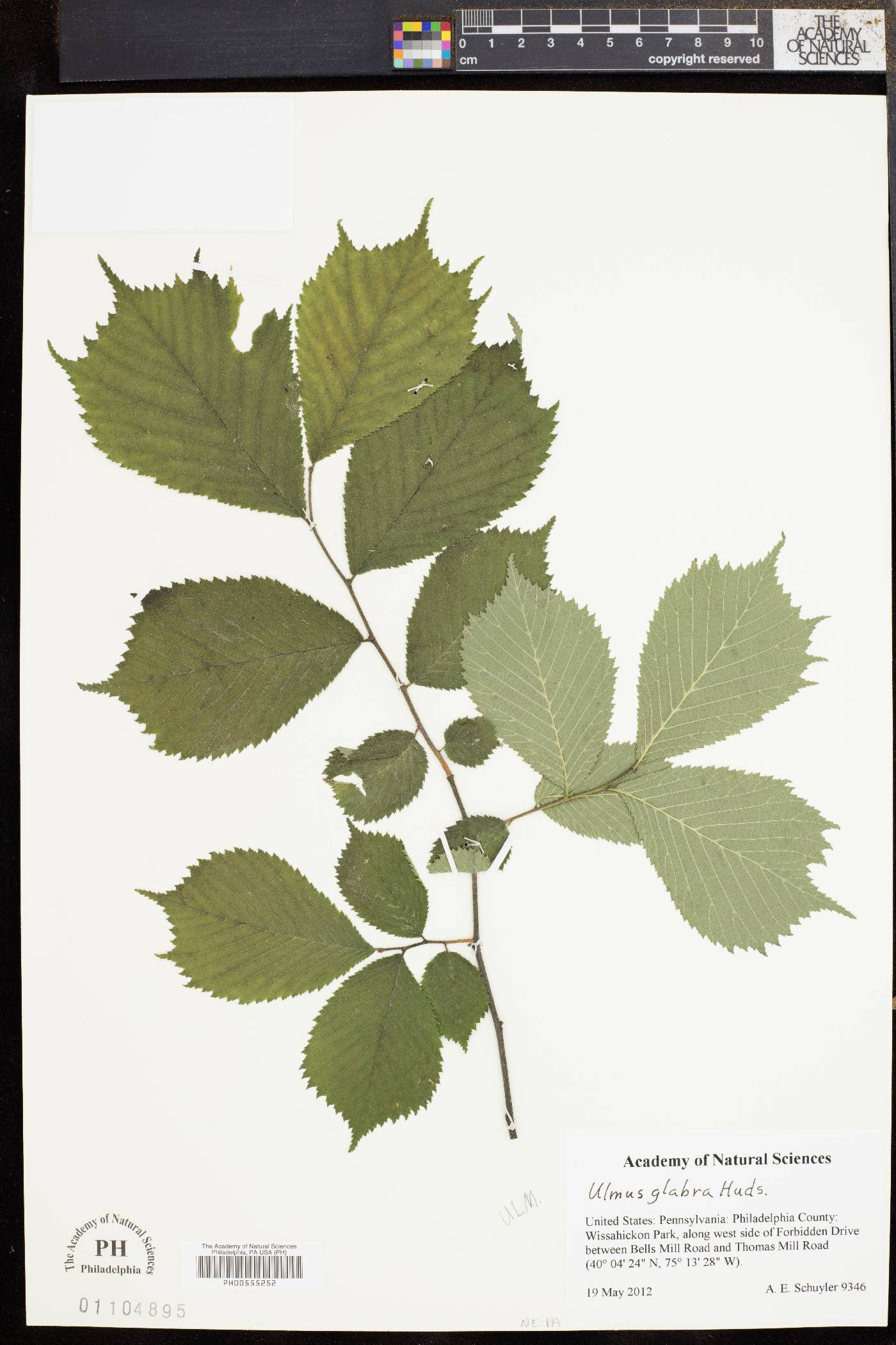 Ulmus glabra image