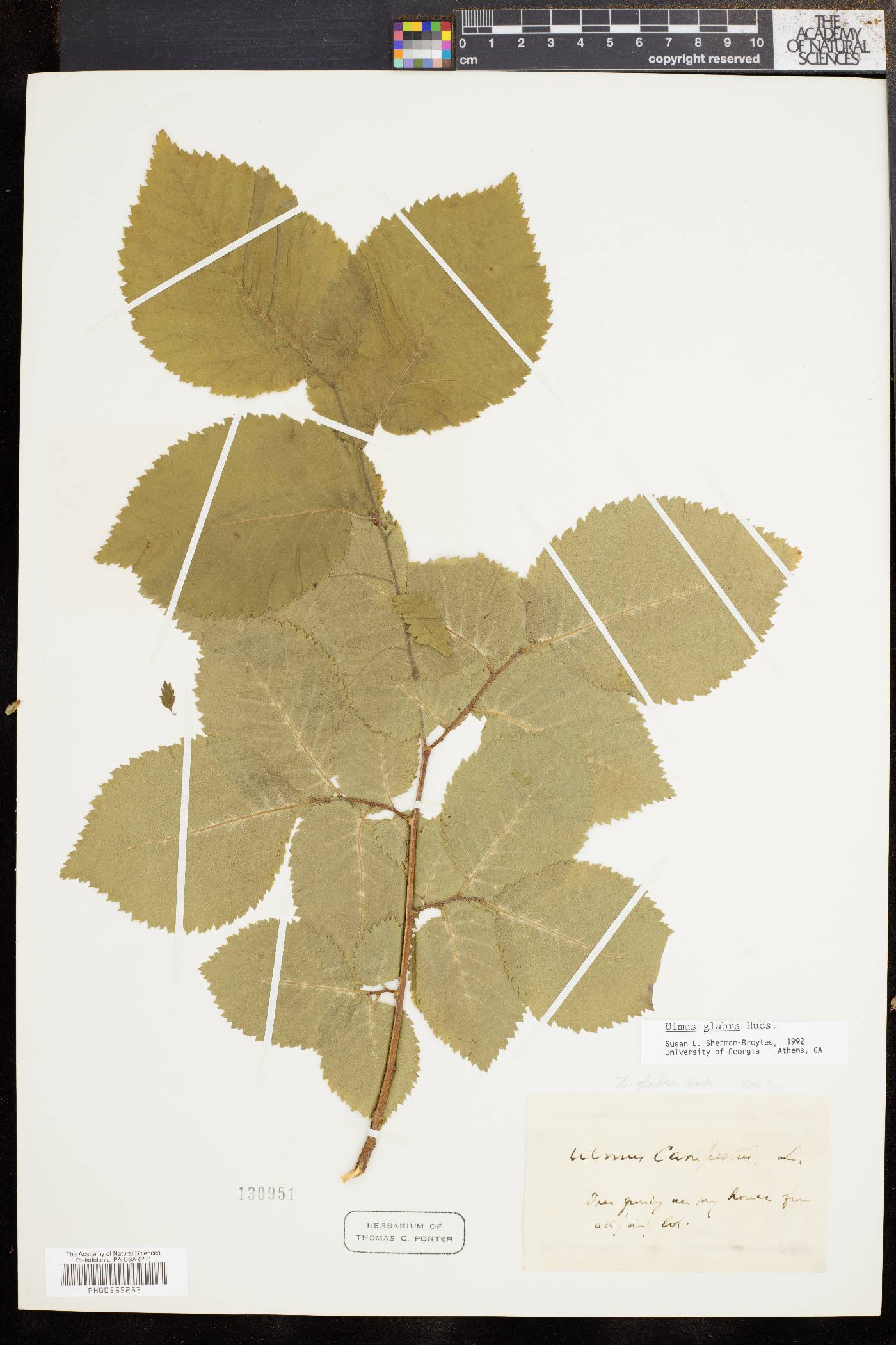 Ulmus glabra image