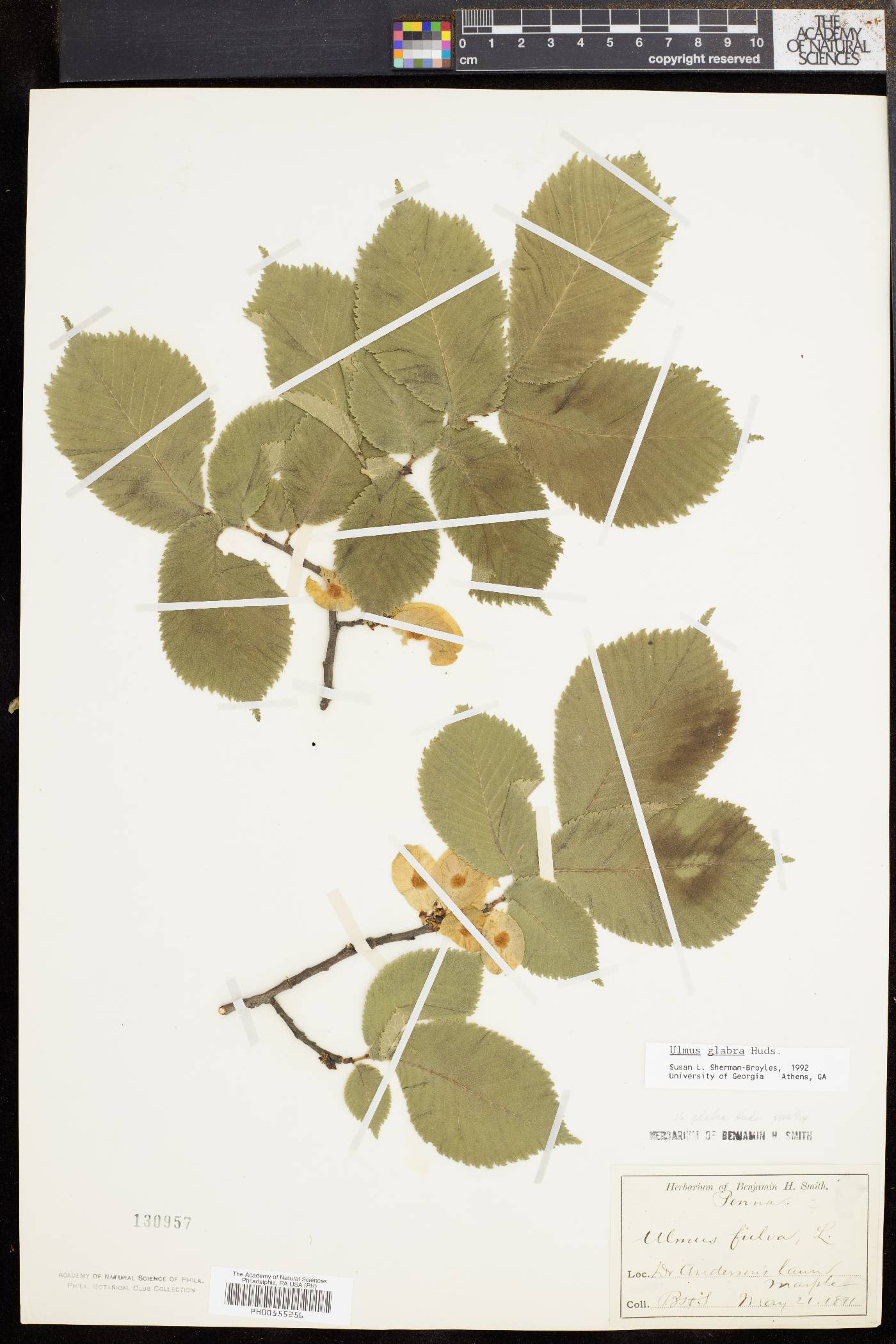 Ulmus glabra image