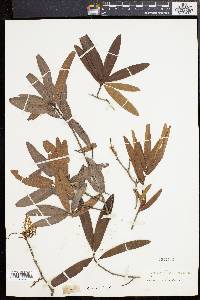 Quercus phellos image