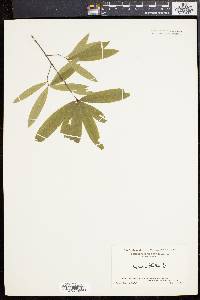 Quercus phellos image