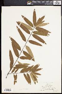Quercus phellos image