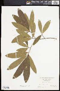 Quercus phellos image