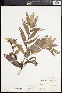 Quercus phellos image