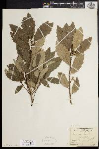 Quercus prinoides image