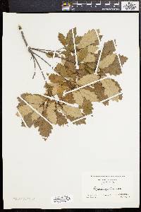 Quercus prinoides image