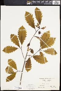 Quercus prinoides image