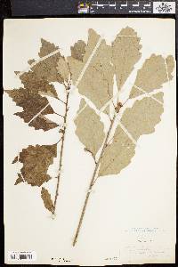 Quercus prinoides image