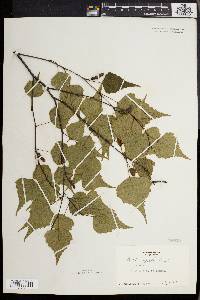 Betula populifolia image