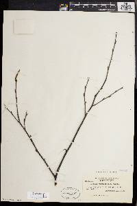 Betula populifolia image