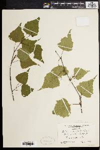 Betula populifolia image