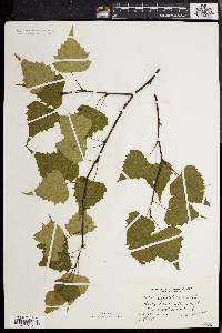 Betula populifolia image