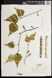 Betula populifolia image