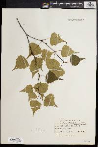 Betula populifolia image