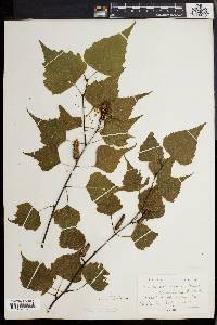 Betula populifolia image