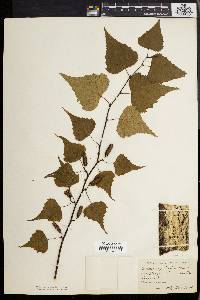 Betula populifolia image