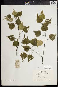 Betula populifolia image