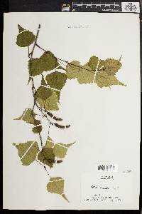 Betula populifolia image