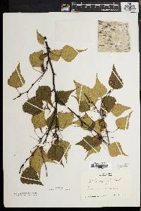 Betula populifolia image