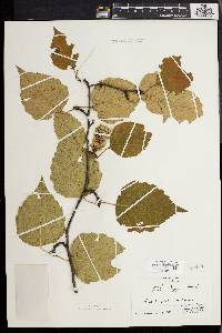 Betula populifolia image