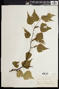 Betula populifolia image