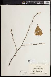 Betula populifolia image