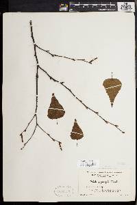 Betula populifolia image