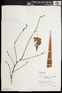 Betula populifolia image