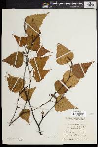 Betula populifolia image