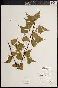 Betula populifolia image