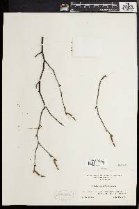 Betula populifolia image