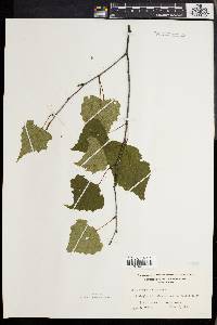 Betula populifolia image