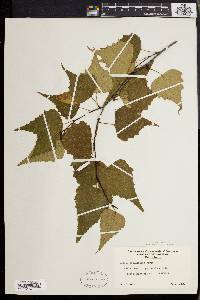 Betula populifolia image