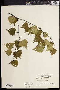 Betula populifolia image