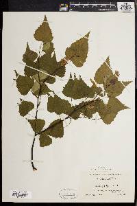 Betula populifolia image