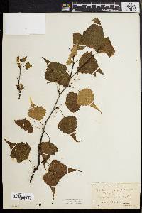 Betula populifolia image