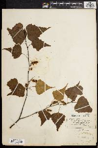 Betula populifolia image